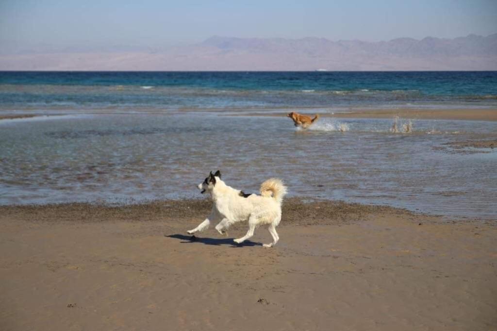 Hostel Sebaii Camp السباعى كامب شاطئ الترابين بجوار ويت بالس Nuweiba` Exterior foto